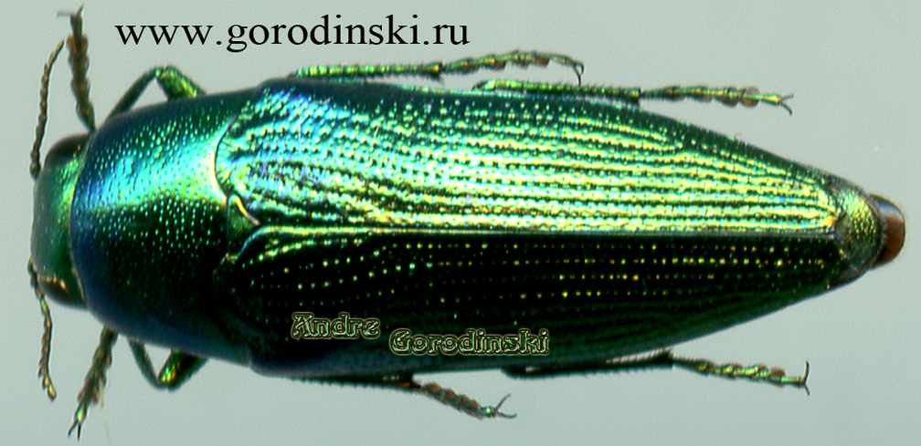 http://www.gorodinski.ru/buprestidae/Sphenoptera beckeri.jpg